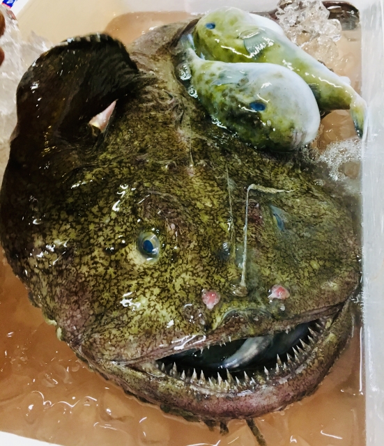 あんこう（鮟鱇）ってどんな魚？あん肝って何？ | 海鮮おすすめ通販館